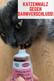 Hierfür öffnet der tierarzt unter narkose den darm (enterotomie) und entfernt den fremdkörper, sodass der katzendarm wieder frei wird. Katzenblog Blog Fur Katzenfreunde Meinkatzenblog Profil Pinterest