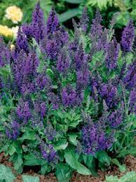 Salvia Marcus Meadow Sage How My Garden Grows Garten Haus Und Garten Blumen