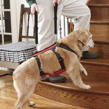 Assistance Dog Harness Lift Assist Dog Harness Orvis Dog Sling Dog Ramp Assistance Dog