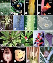 Image result for Xyris peteri