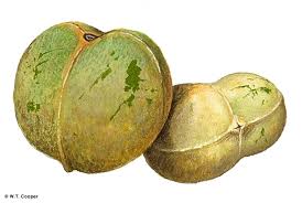 Image result for Aleurites