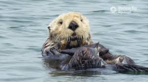 Hours, address, monterey bay aquarium reviews: Monterey Bay Aquarium Verified Page Facebook
