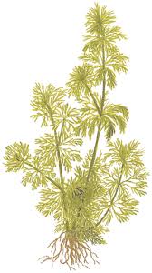 Image result for Alectra sessiliflora