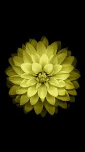 Maybe you would like to learn more about one of these? Hd Wallpaper Black Background Simple Background Flowers Yellow Flower Wallpaper Flare