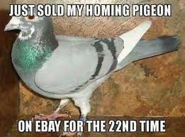 Just Sold My Homing Pigeon On Ebay For The 22nd Time Homing Pigeons Funny Photos Bones Funny