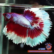 Live Betta Fish Male Red Marble Butterfly Rosetail Halfmoon Hm 962 Betta Betta Fish Fish
