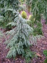 Check spelling or type a new query. Divinely Blue Deodar Cedar New Life Nursery