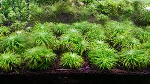 Image result for Syngonanthus angolensis