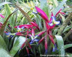 Image result for Hilsenbergia