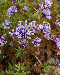 Image result for Sericanthe suffruticosa