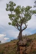 Image result for Cussonia natalensis