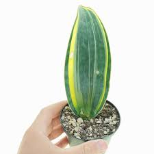 Image result for Wajira grahamiana