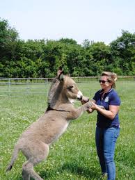 Laat le pas de l'ane chambres d'hôtes van te voren weten wat je verwachte aankomsttijd is. Anes Du Cotentin Au Domaine D Esthine