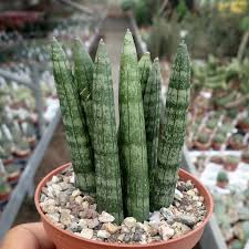 Image result for Sansevieria