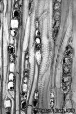 Image result for Combretum celastroides