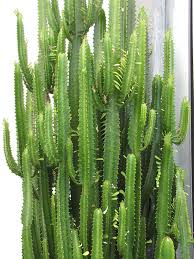 Does my euphorbia look healthy? Euphorbia Trigona Jade Tiger Cactus Euphorbiaceae Thorny Bastards