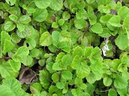 Image result for Plectranthus verticillatus