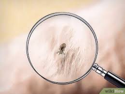 Image result for what do lice look like in dog fur
