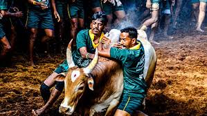 Image result for ஜல்லிக்கட்டு