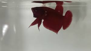 Tetapi keunikan ikan cupang giant yaitu pada ukuran badannya. Ikan Cupang Giant Super Red Youtube