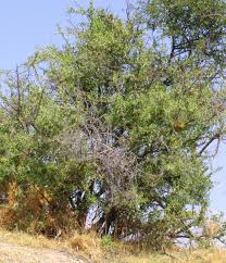 Image result for Gymnosporia glaucophylla