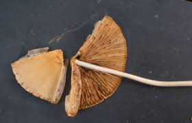 Image result for Conocybe lactea