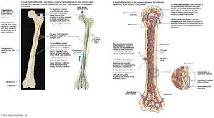 Long bones, especially the femur and tibia, are subjected to most of the load during daily activities and they are crucial for skeletal mobility. Long Bone Internal Structure Human Anatomy Body Human Bones Anatomy Human Body Systems Human Body Anatomy