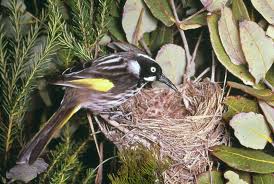 We did not find results for: New Holland Honeyeater The Australian Museum