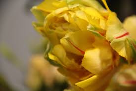 gefullte franzosische tulpe in gelb sonnenblumen und rosen gelbe blumen blumen geben