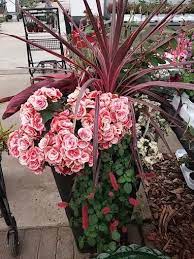 Shade Pot Rieger Begonia Garden Inspiration Garden Design Sky Garden