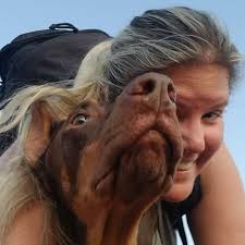 Average number of jumps per dock diving competition day?