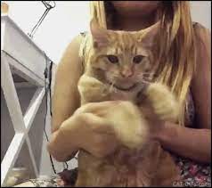 Animated Cat Gif Dancing Ginger Cat With Crazy Cat Lady They Are Mad Haha Pretty Cats Funny Cat Videos Cat Gif