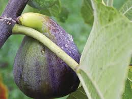 Figs and ripening fig fruit early by jerry parsons, ph.d. Fresh Figs Harvesting Eating Preserving And Growing Figs