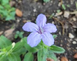 Image result for Ruellia praetermissa