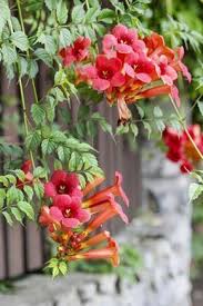 Kletterpflanze Campsis Kletternde Blumen Trompetenblume Garten Pflanzen