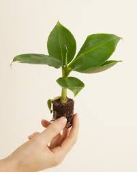 Image result for Musa Cavendish