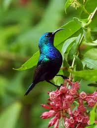 Ac Odyssey Birds Of A Feather Maps Sara I Believe This Could Be Your Hummingbird It Is The Hummingbird Of Israel Nature Birds Pet Birds Most Beautiful Birds