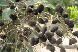 Image result for Dialium holtzii