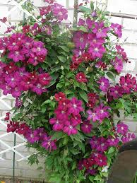 Maybe you would like to learn more about one of these? Terry Clematis Cultivars For Growing On The Summer Cottage Clematis Rouge Cardinal Characteristics Fit And Care