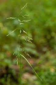 Image result for Loudetia arundinacea