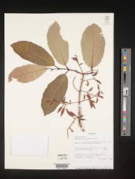 Image result for Combretum celastroides
