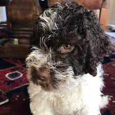 The italians still depend on the lagotto to hunt truffles but, here in north america, he's known as a good family companion. Pvbh Lagotto Distinguished Lrc Lagotto Romagnolo Kennel Breeds