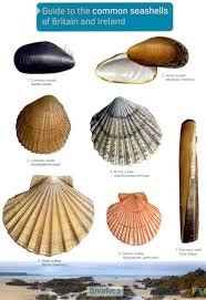 Guide To Common Seashells Of Britian And Ireland