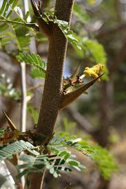 Image result for Acacia kamerunensis