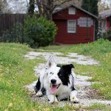 Aero Border Collie 10 Months Brilliantborder Border Collie Border Collie Colors Collie