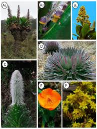 Image result for Afrosciadium