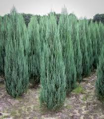 We did not find results for: 71 Best Boise Hedge Trees Ideas In 2021 Hedge Trees Shrubs Plants