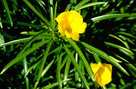 Petunias, for example, are beautiful flowers that aren't toxic to dogs. Guide To Poisonous Plants College Of Veterinary Medicine And Biomedical Sciences Colorado State University