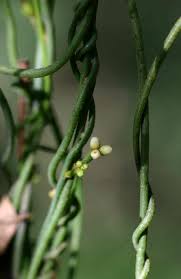 Image result for Brachystegia utilis