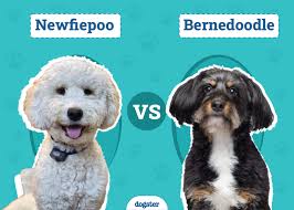 Ned the Helpless: Dr. Karyn's Quintessential Chihuahua (With Video)